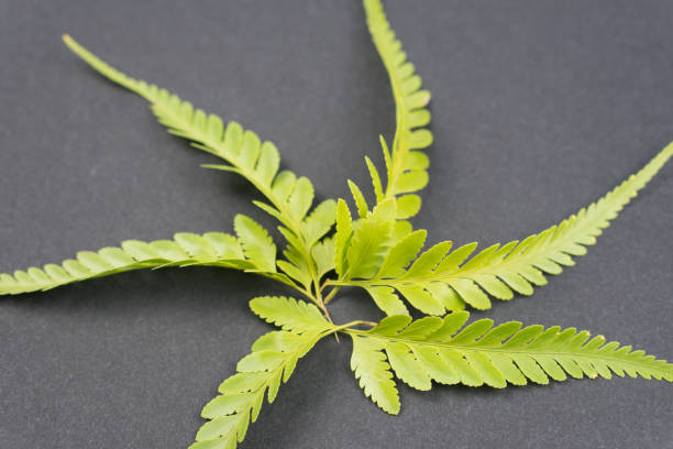 Freshness Green leaf of Fern on black background stock photo