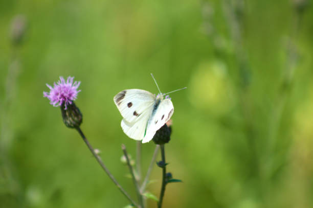 istock White butterfly on creeping thistle in bloom close-up view with selective focus 1336221497