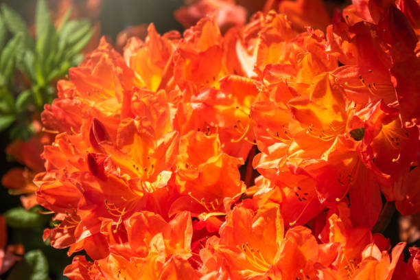 Rododendro Planta Flor Naranja Flores - Banco de fotos e imágenes de stock  - iStock
