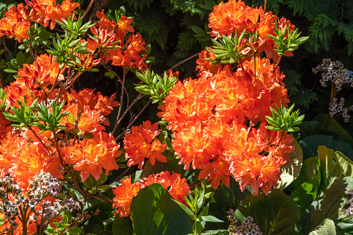 Summer Flowering Bright Orange Flowers on a Deciduous Azalea Shrub, Rhododendron Gibraltar. Beautiful natural background of blooming greenery. Natural beauty of nature