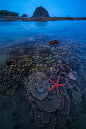 Coral reef of Hon Yen in sunset and low tide, Phu Yen province, central Vietnam