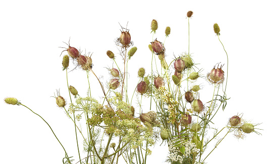 Flowers with seed heads  left after flowering.