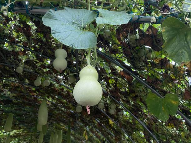 A Green Calabash Growing On Its Vine In Garden