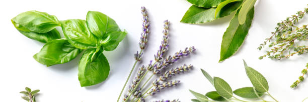 istock Herbs, overhead flat lay panorama on a white background. 1336223964