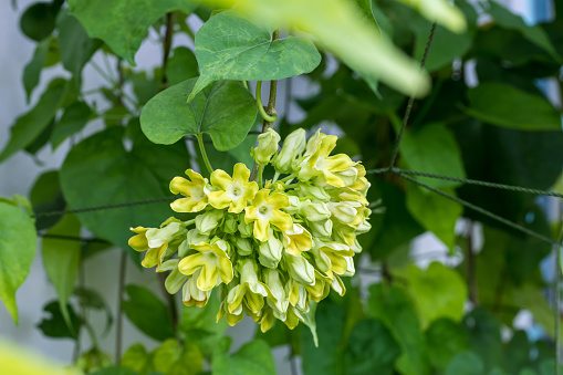 Bouquet of Cowslip creeper. Cowslip creeper Telosma minor Craib  food green flower vegetable blooming in garden. fresh vegetable organic, flower is delicious and good healthy food.