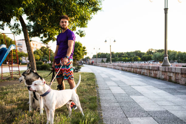 istock A man in a park with his dogs 1336225729
