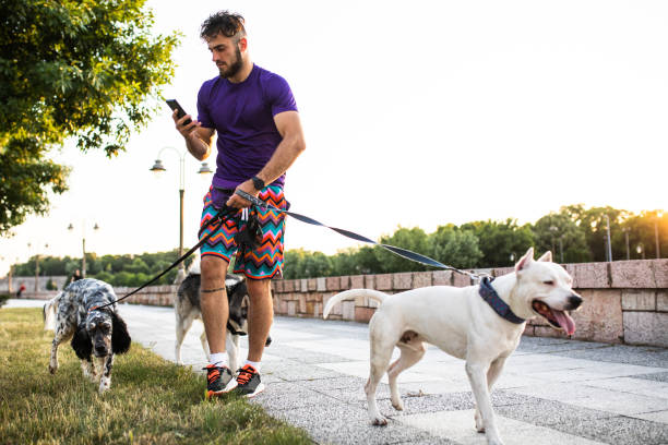A handsome man is texting in a hurry while walking three big dogs