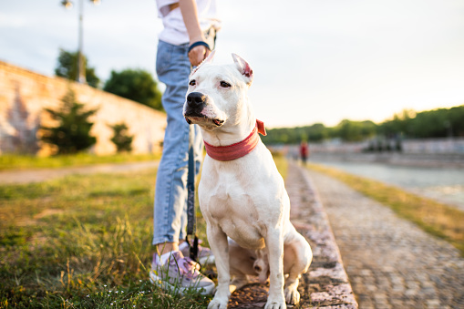 A beautiful Staffordshire Bullterrier is out for a walk by the river with his owner