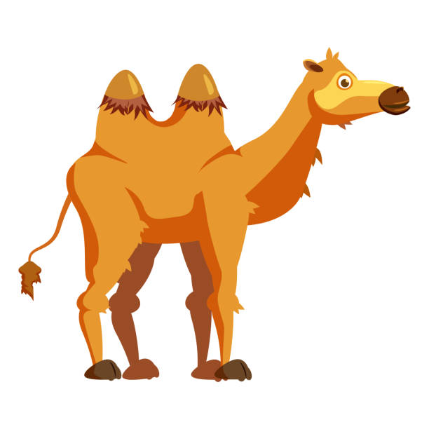 kamel zweihöckriges, afrikanisches tier. vektorillustration cartoon-stil - camel animal dromedary camel desert stock-grafiken, -clipart, -cartoons und -symbole