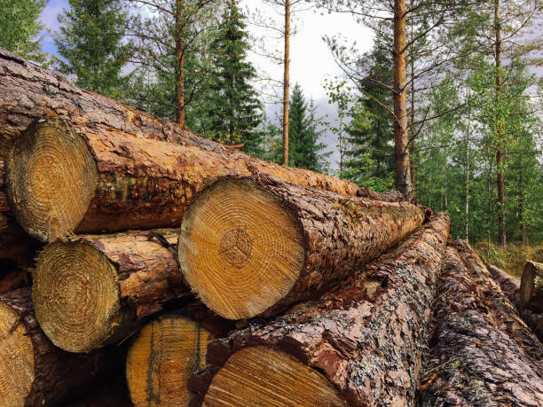 industria forestal aprovechamiento de la madera de la madera finlandia - lumber industry lumberyard stack wood fotografías e imágenes de stock