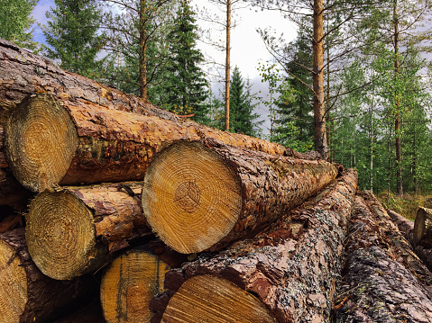 Forest industry timber wood harvesting Finland