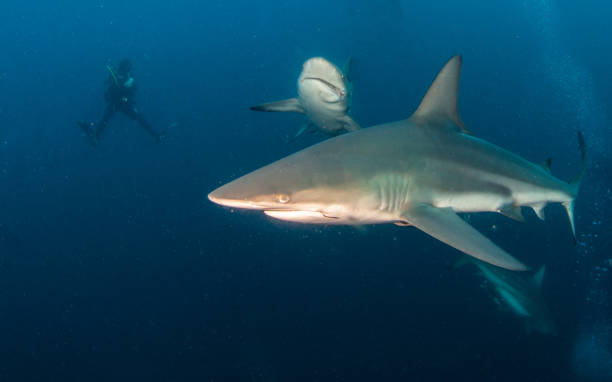 istock Blacktip (Zambezi) Shark in South Africa 1336228948