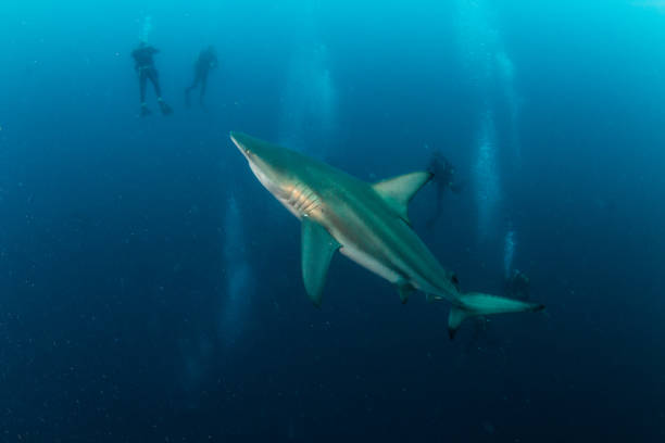istock Blacktip (Zambezi) Shark in South Africa 1336229368