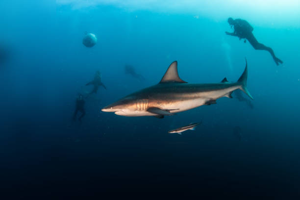 istock Blacktip (Zambezi) Shark in South Africa 1336229956