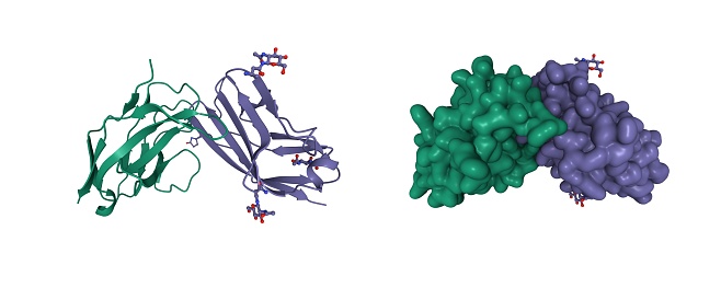 CD47 also known as integrin associated protein is a transmembrane protein that in humans is encoded by the CD47 gene. CD47 belongs to the immunoglobulin superfamily and partners with membrane integrins and also binds the ligands thrombospondin-1 and signal-regulatory protein alpha. 3D cartoon and Gaussian surface models, chain id color scheme, based on PDB 2jjt, white background