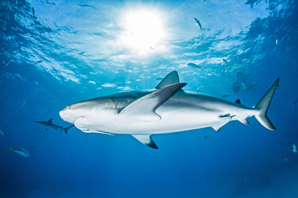 istock Caribbean reef shark at the Bahamas 1336231739