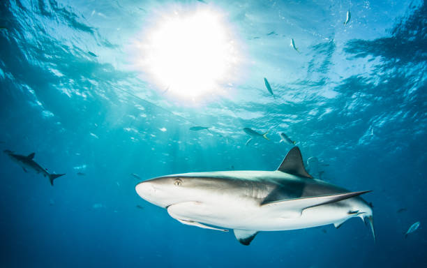 istock Caribbean reef shark at the Bahamas 1336231785