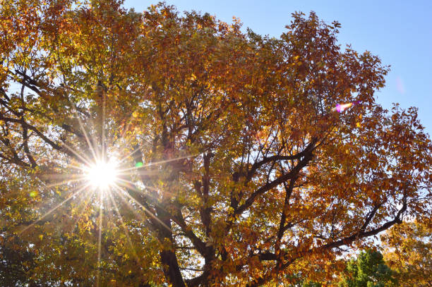 istock The sun emits light through the gaps between the leaves 1336232702