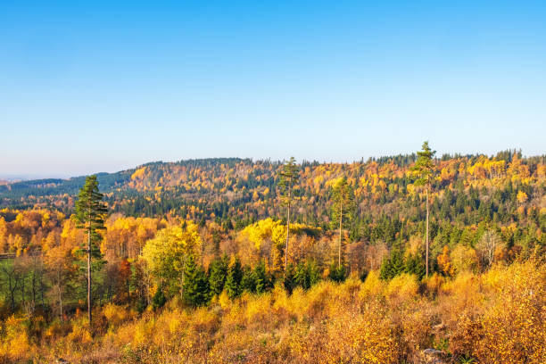 istock Autumn woodland with colourful trees 1336232885