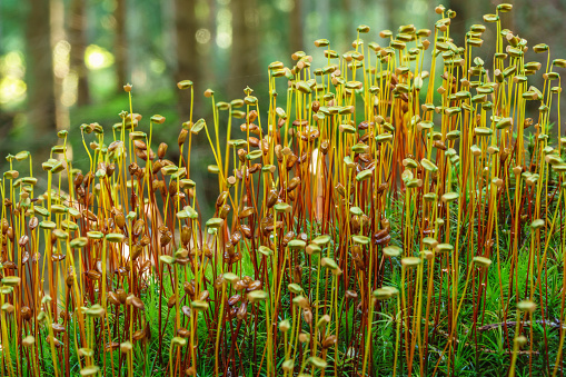 Close up at Polytrichum commune in a forest