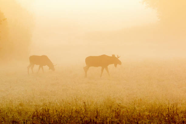 Moose bulls on a foggy meadow at dawn