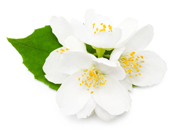 istock Jasmine flowers isolated on white background. clipping path. top view 1336233814