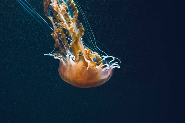 Free Stock Photo of Graceful jellyfish swimming in deep blue ocean ...