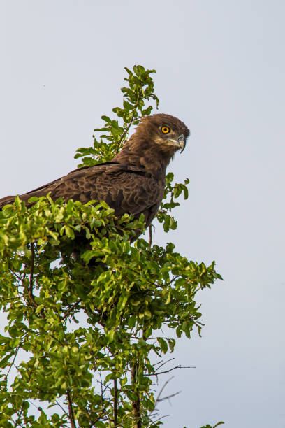 Brown Snake Eagle perching in a tree overlooking the grassland in the Kruger Park, South Africa Brown Snake Eagle perching in a tree overlooking the grassland in the Kruger Park, South Africa brown snake eagle stock pictures, royalty-free photos & images