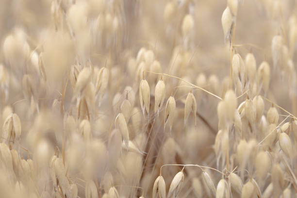 Ears of oats in the field, boho style
