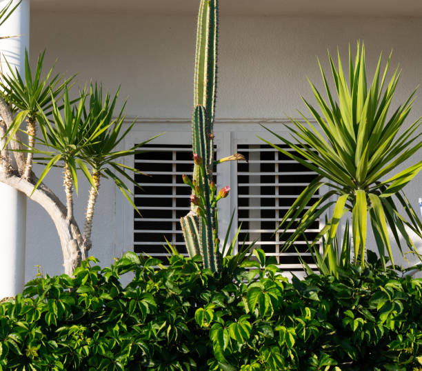 istock Mediterranean vegetation, cactus and yucca 1336235299