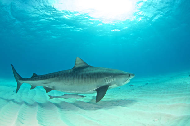 istock Tiger shark at Tigerbeach, Bahamas 1336235333