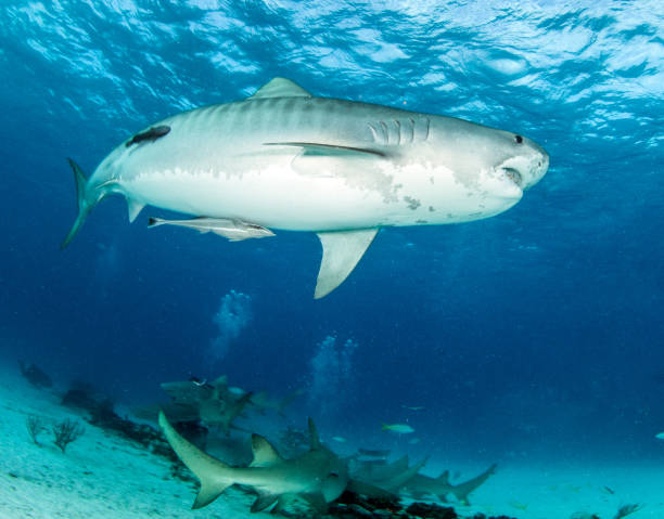 istock Tiger shark at Tigerbeach, Bahamas 1336235614