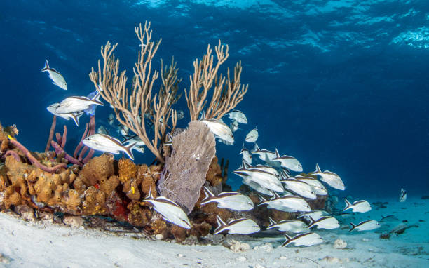 istock Picture shows a fish underwater 1336235640