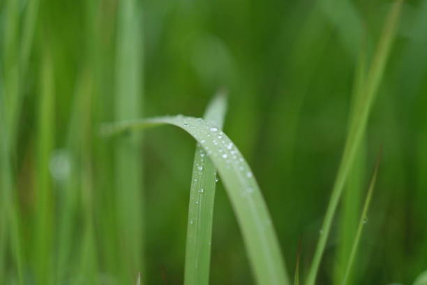 A blades of grass with dew or rain droplets on them, fresh and vivid, in a remote location of northern Thailand, a place without people