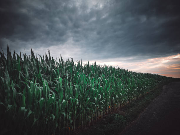 Corn field against the dark sky before the storm, gloomy landscape