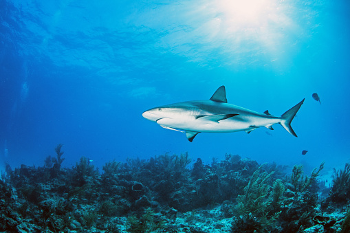 Picture shows a Caribbean reef shark at the Bahamas