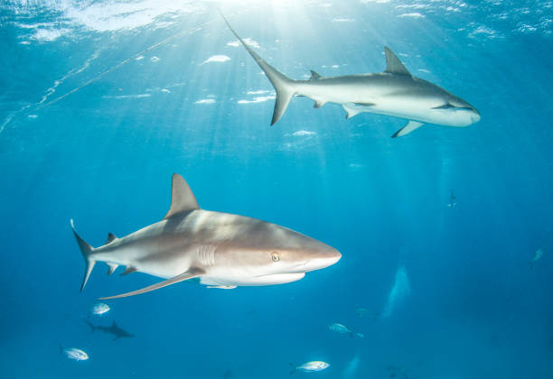 istock Caribbean reef shark at the Bahamas 1336236313