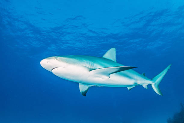 istock Caribbean reef shark at the Bahamas 1336236373