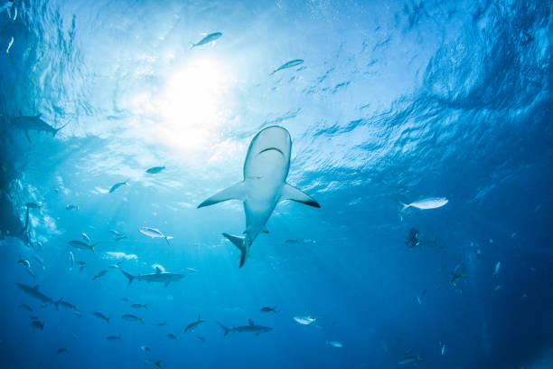 istock Caribbean reef shark at the Bahamas 1336236404