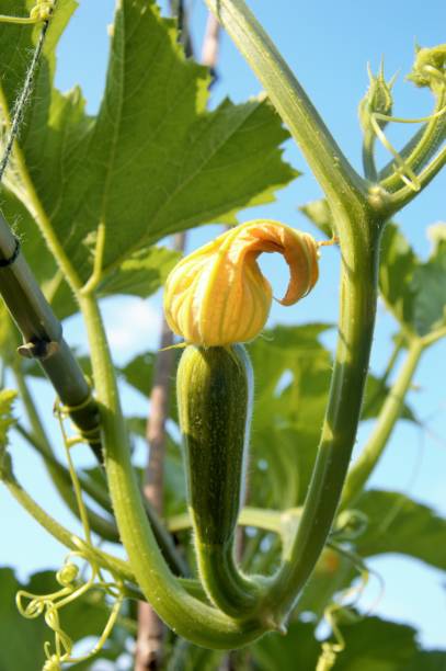 istock Climbing courgette with flower on a climbing zucchini plant 1336236598