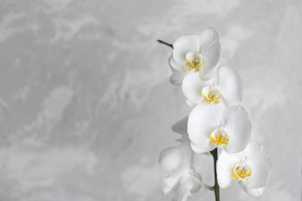 istock beautiful white orchid flowers on a light concrete background with copy space, spa and beauty concept 1336237270