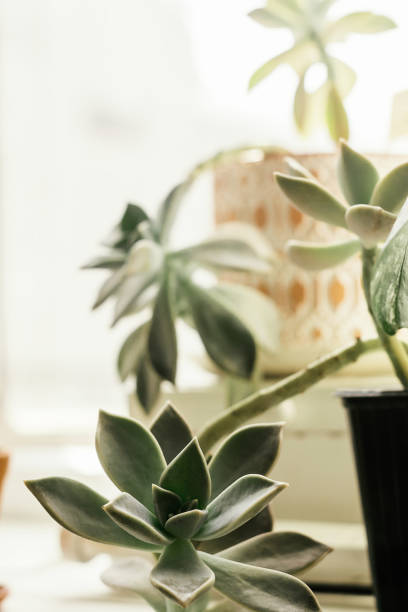 istock Succulent in creative pot in the on the home windowsill close-up.Home interior design.Biophillia design.Urban jungle. 1336237286