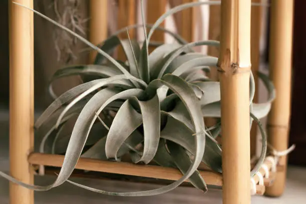 Tillandsia xerographica in a bamboo stand.Home gardening.Biophillia design.Urban jungle.Selective focus.