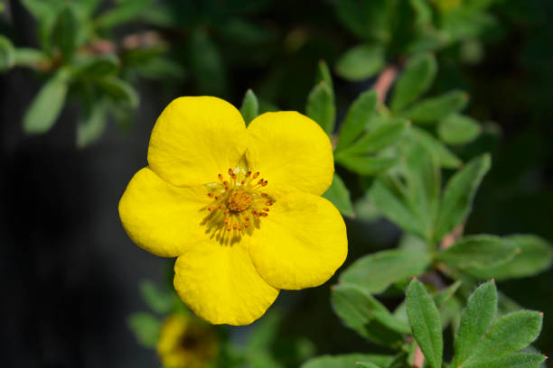Shrubby Cinquefoil Goldteppich Shrubby Cinquefoil Goldteppich yellow flower - Latin name - Potentilla fruticosa Goldteppich potentilla fruticosa stock pictures, royalty-free photos & images