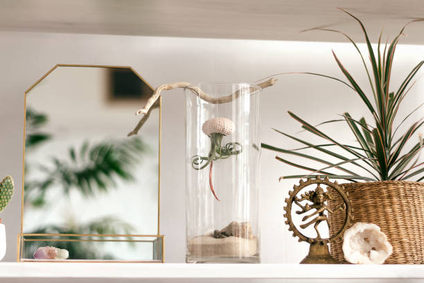 istock Tillandsia growing upside down in a shell in a glass jar.A mirror as a decorative object and indoor plants on the shelf.Creative interior design.Biophillia design.Urban jungle. 1336237410