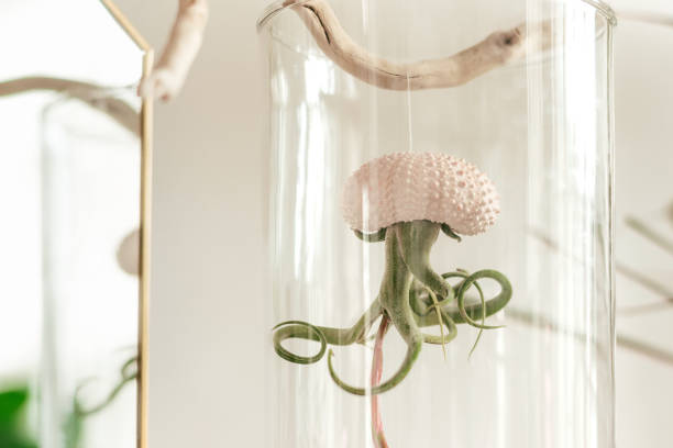istock Tillandsia growing upside down in a shell in a glass jar.Creative interior design.Biophillia design.Urban jungle. 1336237427