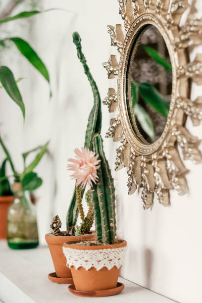 istock Cacti in pots and a mirror hanging on a white wall in a decorative frame in a home interior.Biophillia design.Urban jungle. 1336237457