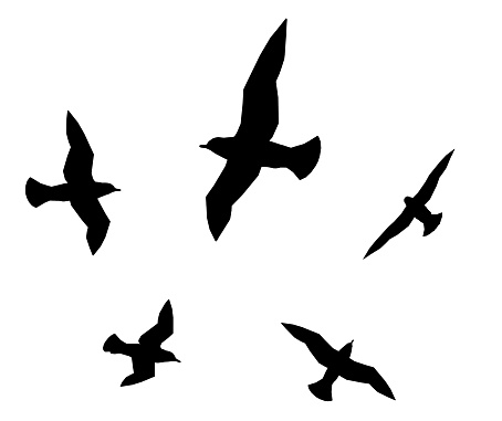 Computer generated 2D illustration with the silhouette of seagulls