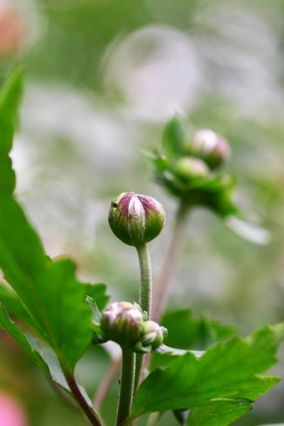 Anemone hupehensis, or commonly called Japanese anemone, is native to China and has long been cultivated in Japan for hundreds of years. It flowers from summer to autumn, with its colors ranging from white to pink and purple.