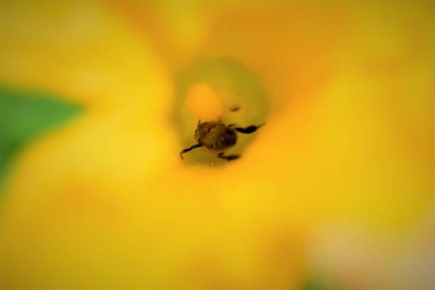 istock Honey bee in a yellow pumkin blossom 1336238728